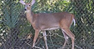 Louisiana expands deer-baiting restrictions