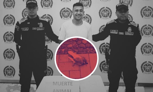 Aberrante caso de maltrato animal en Colombia: Hombre mataba palomas (+Detalles)