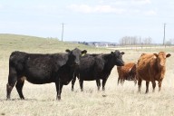 BCGEU strike shuts down B.C. meat processors as animal inspectors now off the job