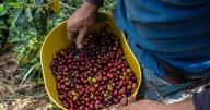 Las tres razones detrás del boom exportador del café colombiano