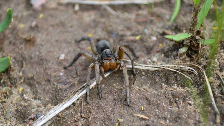 They're bug-eyed and hairy, but they will kill crawly things