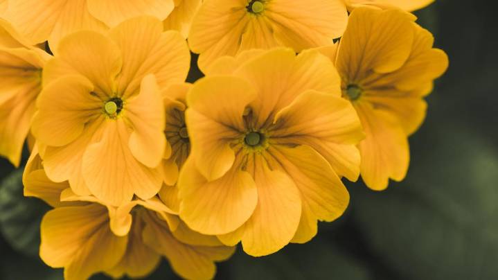 21 de septiembre: El motivo por el cual se regalan flores amarillas (y cuál es su significado)