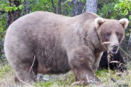 When Is Fat Bear Week? Everything to About 2025's Beefy Bear Contest