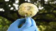 Judge sentences Australian woman to life in prison for fatal mushroom poisoning of in