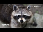 Pet owners question vaccines amid rising rabies cases
