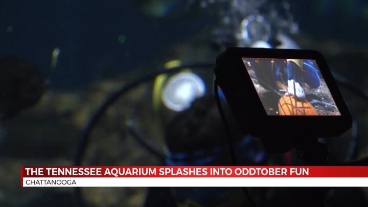 The Tennessee Aquarium Splashes into ODDtober Fun