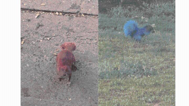Connecticut authorities investigating squirrels painted red and blue