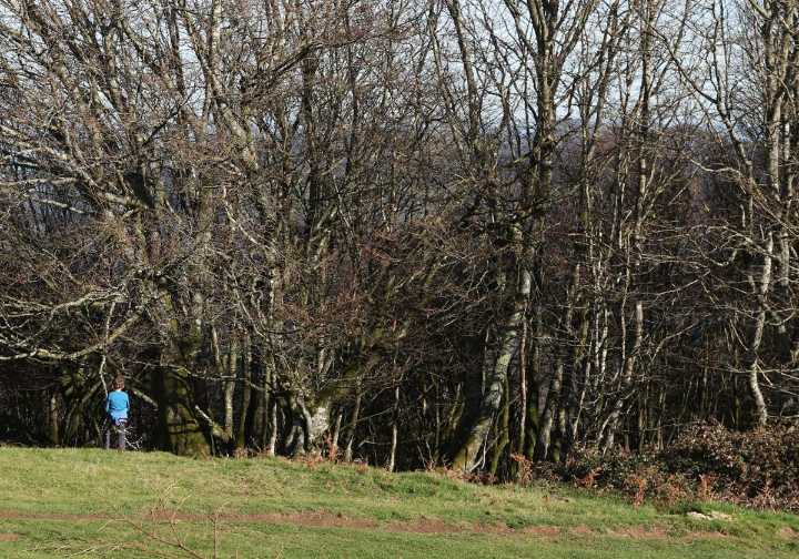 «El mastín se me echó encima y caí al suelo; pensé que me mataba»