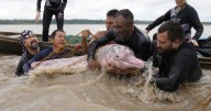 Endangered pink river dolphins face a rising mercury threat in the Amazon