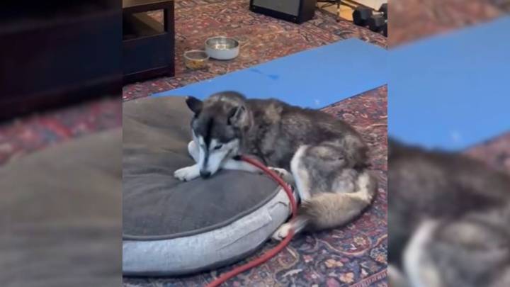 California Dog Melts Hearts As He Escapes Euthanasia And Sleeps Peacefully On A Bed For The First Time