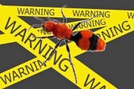 Velvet Ants in Kentucky, Indiana Known as Painful ‘Cow Killers’