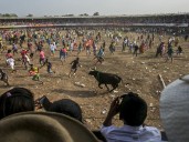 Corte respalda ley que veta corridas y otras prácticas con maltrato animal