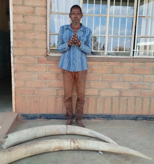 71-Year-Old Man Arrested in Mzimba for Illegal Possession and Sale of Ivory