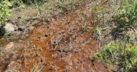 DEP downplays own report finding adverse impact from mining near Kanawha State Forest
