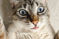 Cat with "human lips" leaves internet stunned after owner shares photo