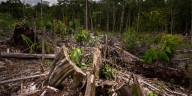 Deforestación en la Amazonía generó más de 28 millones de enfermos en 20 años: Perú y Venezuela son los países más afectados
