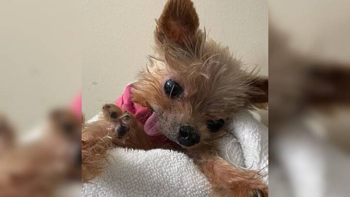 Indiana Family Took In A Yorkie Given 6 Months To Live, But 8 Years Later, Her Bark Is Still One Of A Kind