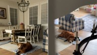 California Woman Learns Why Her Dog Sleeps In The Same Spot Every Night And It’s Beautiful Beyond Words