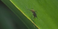WBR Mosquito Control working to keep West Nile Virus numbers down