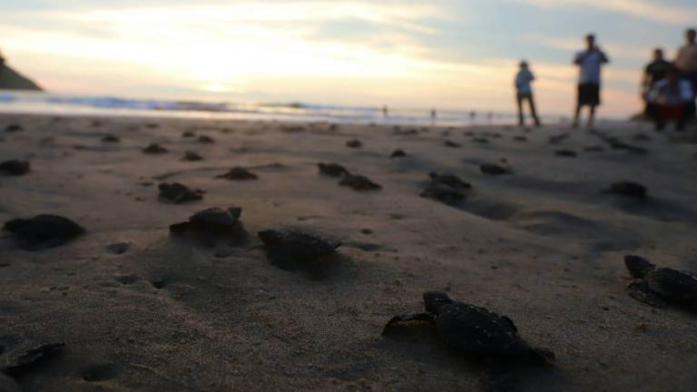 La liberación de tortugas se fusiona con el atardecer en Mazatlán