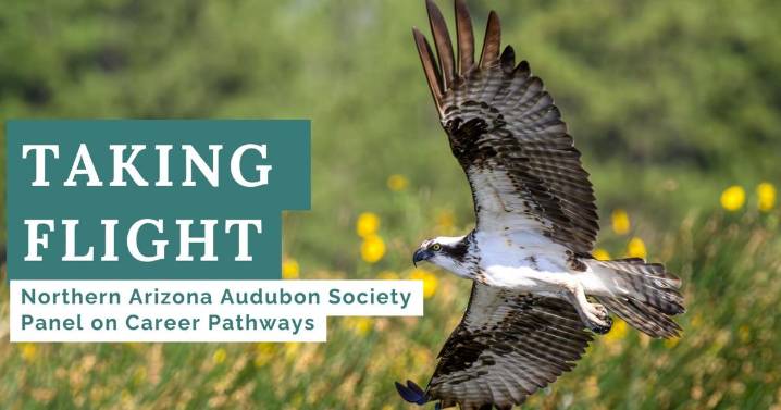 Northern Arizona Audubon Society hosting birding careers panel at NAU