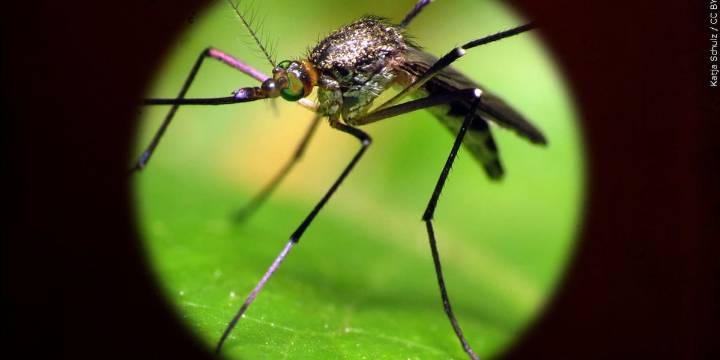 First West Nile Virus case of the season confirmed by Douglas County Health Department