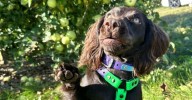 Dog-Friendly Fall Festivals Happening In Indiana