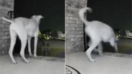 Tennessee Owners Shocked After Learning Their Dog Opens The Front Door And Does This One Thing