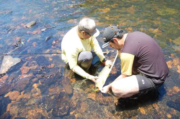 Los peces de los arroyos de la Reserva de Biósfera Yabotí reunidos en un libro