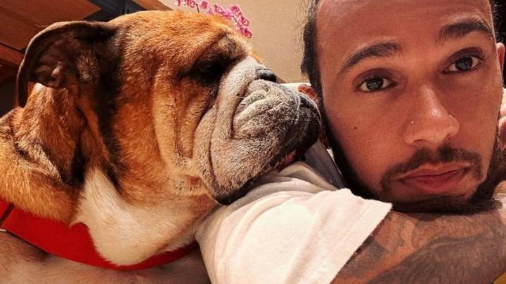 Muere Roscoe, el perro famoso de Lewis Hamilton