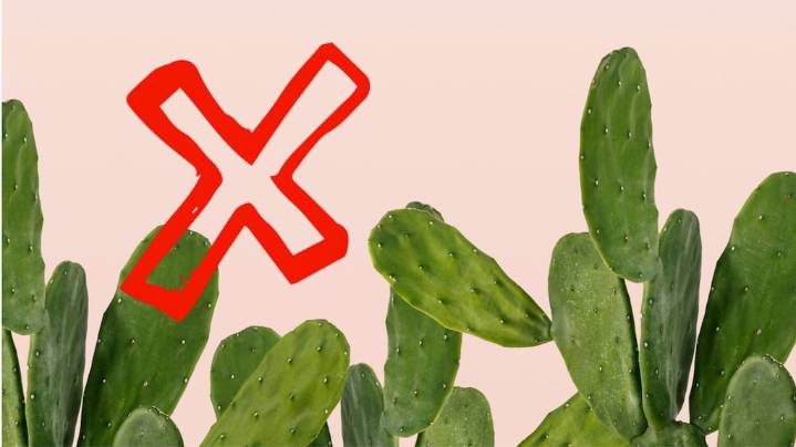 Ni cactus ni bambú: las 5 plantas que atraen energía positiva, según el Feng Shui