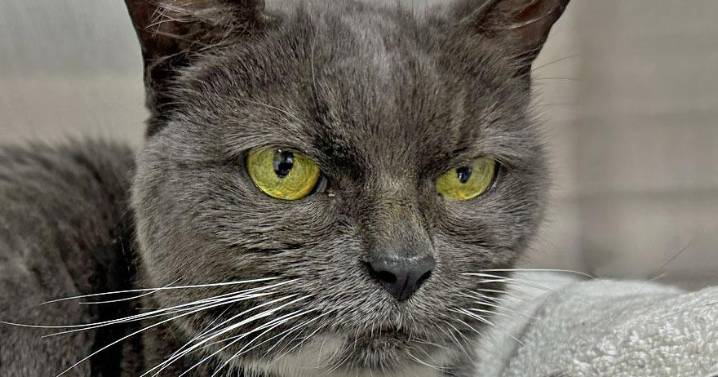 People for Cats — September 26, 2025