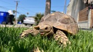 San Bernardino man enlists public's help in finding missing pet tortoise