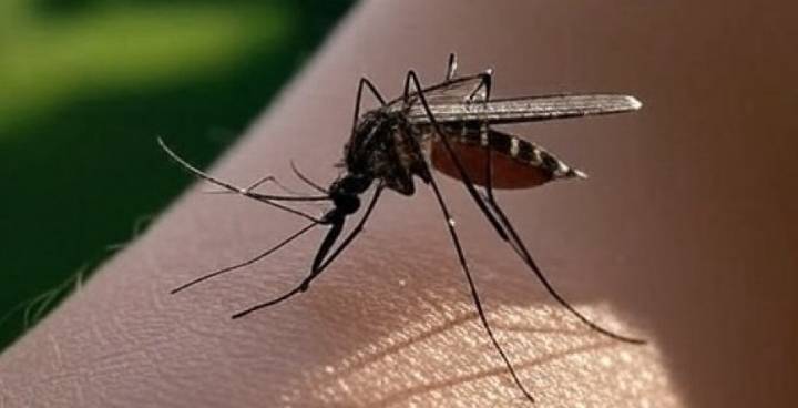 Massachusetts health officials announce first human case of West Nile Virus