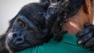 Zeytin, un bebe gorila descubierto en una caja en la bodega de un avión, prepara la vuelta a casa