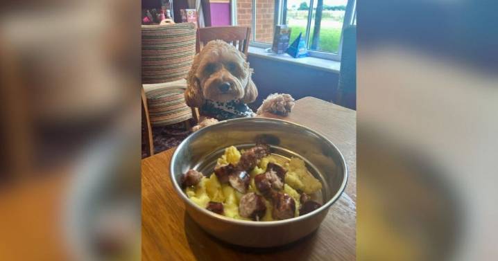 Dedicated menu for four-legged friends proves ‘popular’ at Cambs pub