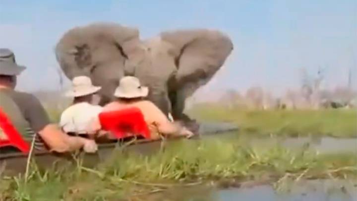 Un elefante embistió violentamente canoas con turistas