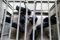 Analistas demandan a Florida para impedir la primería cacería de osos negros en 10 años