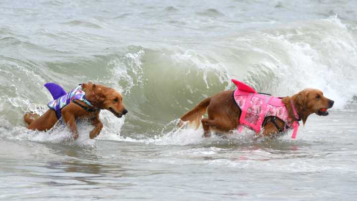 Golden retrievers' romp on the beach at Dewey's Golden Jubilee