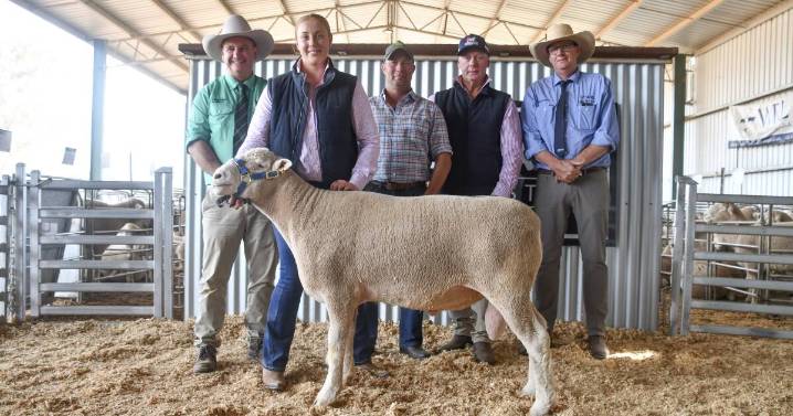 Armdale Park Poll Dorset 2025 ram sale results, top price