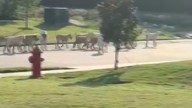 North Texas residents face pack of stray dogs daily