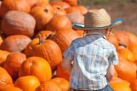 Family-Friendly Pumpkin Picking Spots In North Central Washington