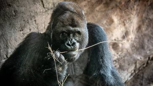 Oldest gorilla at Disney's Animal Kingdom dies