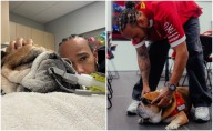 Roscoe, perrito de Lewis Hamilton entra en coma; piloto pide oraciones por su salud