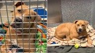 California Dog Returned To Shelter Spends More Than A Year Longing For Her Forever Home
