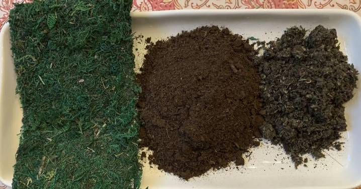 Transform your houseplants into art with this Japanese gardening technique