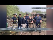 Rural Metro Fire rescues five trapped puppies