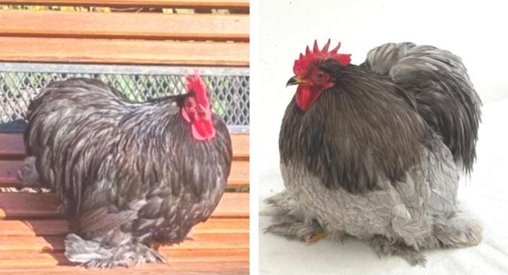 Aves de Rauch premiadas en la Exposición latinoamericana de Bantam