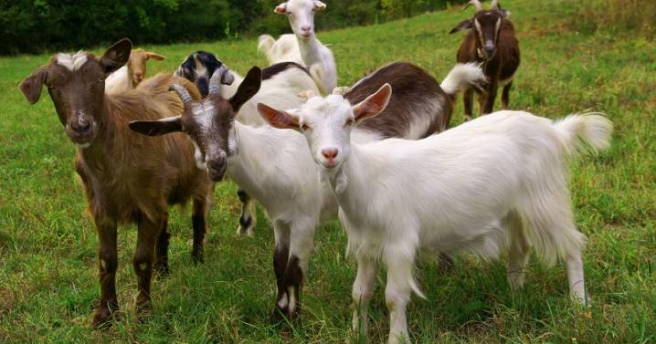 Ontario man faces animal cruelty charges over his dead goats