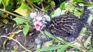 Esperanza contra la extinción: nace una nueva cría de Cunaguaro en el Zoológico Las Delicias #11Sep